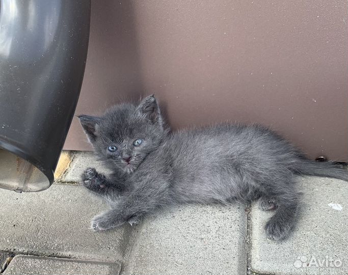 Котенок Дымок