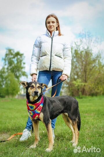 Метис овчарки в семью