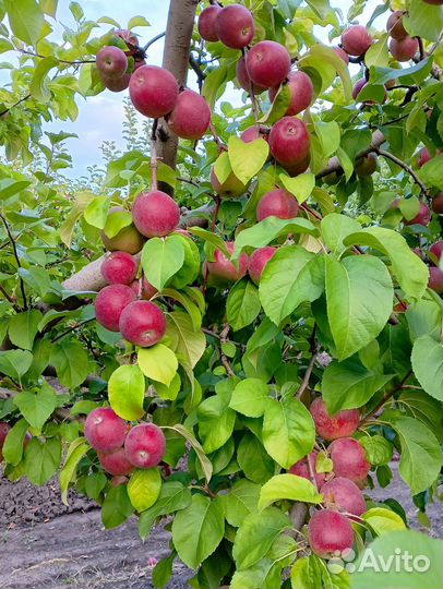 Яблоки Либерти