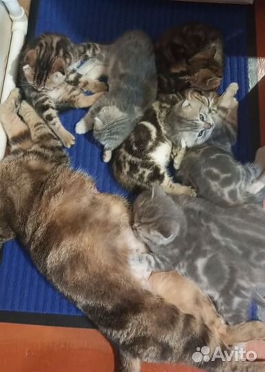 Шотландские котята