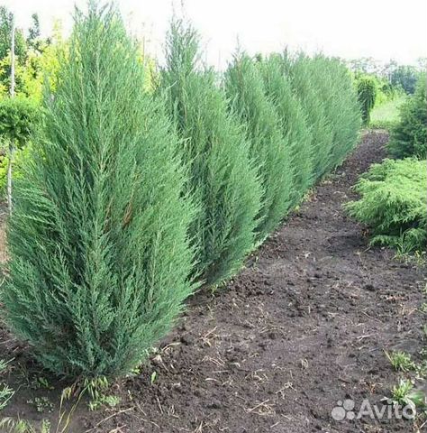 Можжевельник блю эрроу