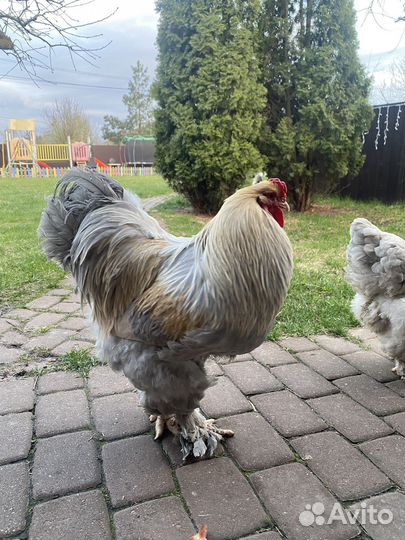 Инкубационное яйцо брама Изабель и цыплята