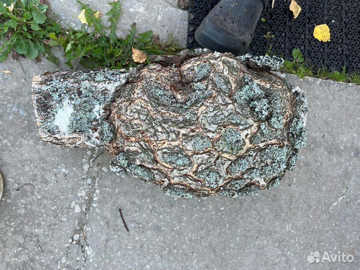 Кап (сувель) берёзовый