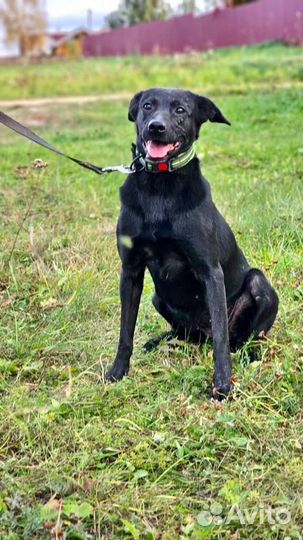 Собака /девочка. Альма