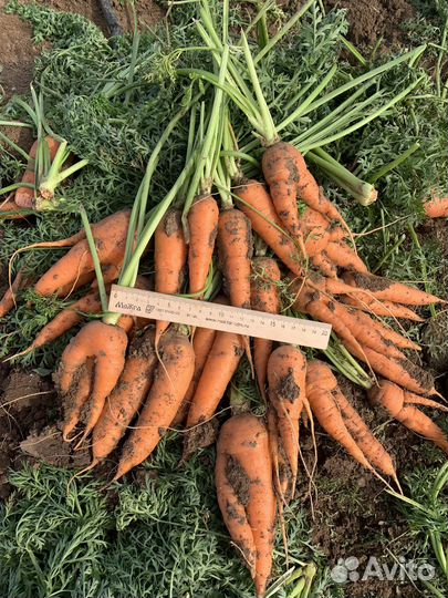 Морковь брак