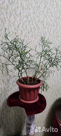 Комнатные цветы