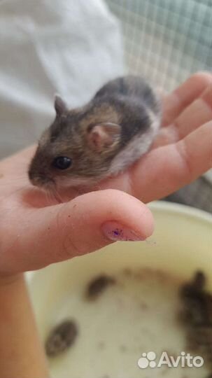 Джунгарский хомяк