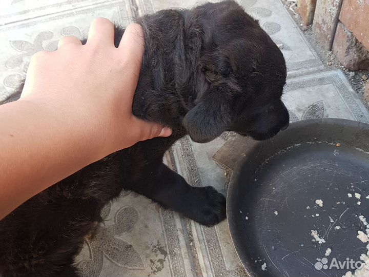 Маленькая собака