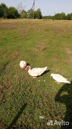 Белая индоутка семья франц и немецкая генетика