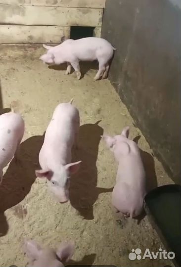 Поросята