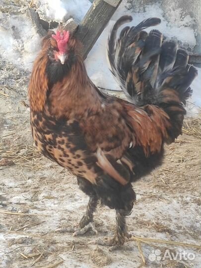 Молодые петухи