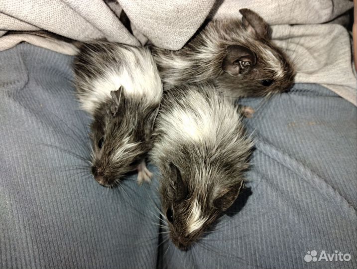 Дегу бельчата