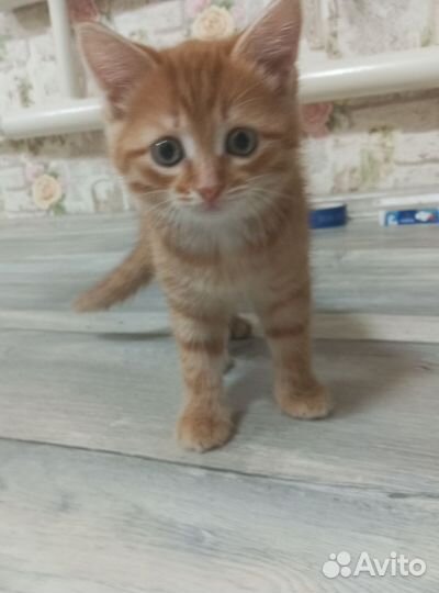 Котëнок (мальчик)