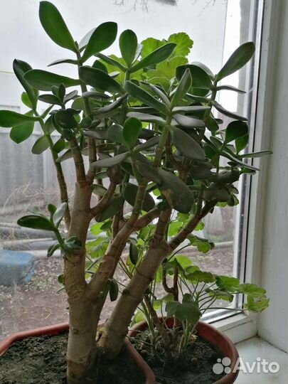 Денежное дерево