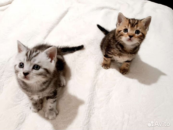 Британские котята