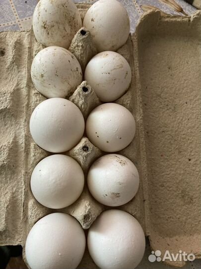 Инкубационное яйцо Белый Легорн и домашние