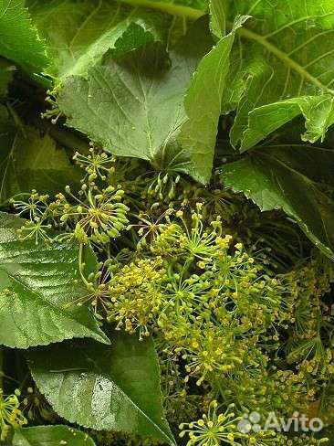 Хрен, укроп