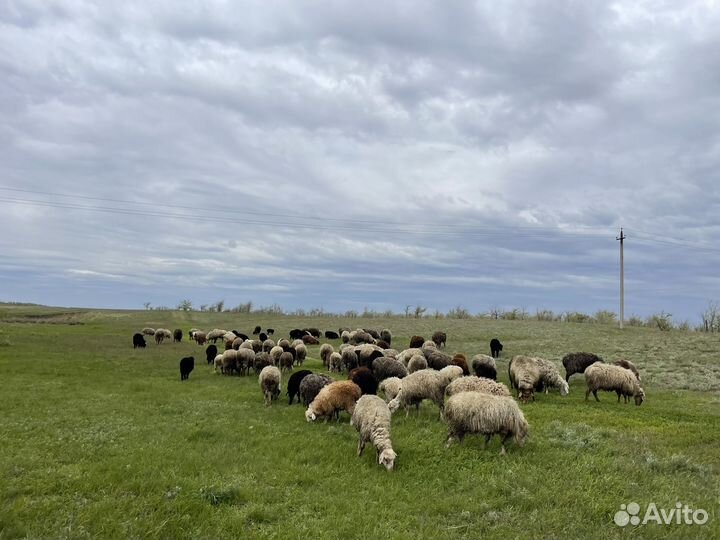 Овцематки с ягнятами