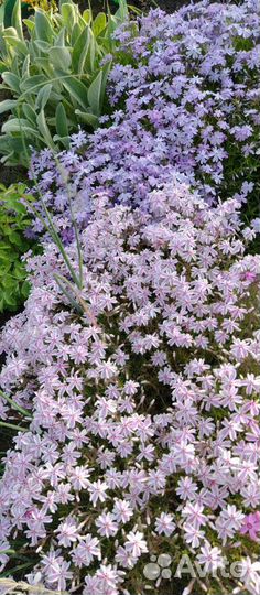 Флокс шиловидный Кэнди Страйпс