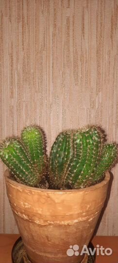 Пеларгония-герань белая, кактусы, Перец острый