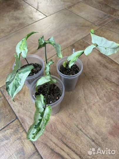 Сингониум Три Короля