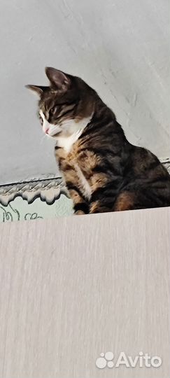 Отдам в добрые руки