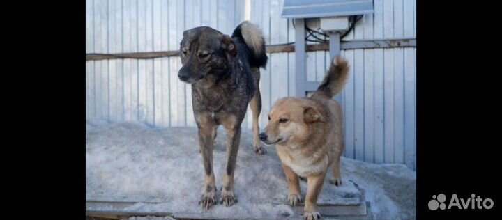 Собаки из приюта ищут дом
