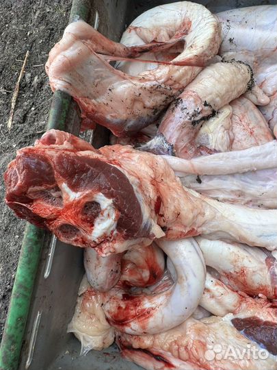 Корм мясо для собак