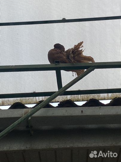 Голуби павлины