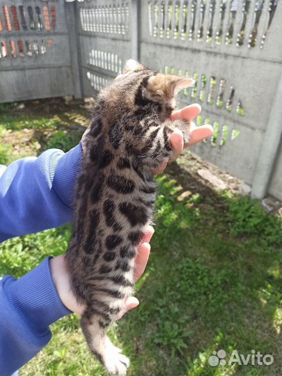 Бенгальские котята