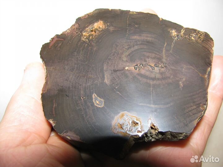 Окаменелое дерево (срез, горбушка)