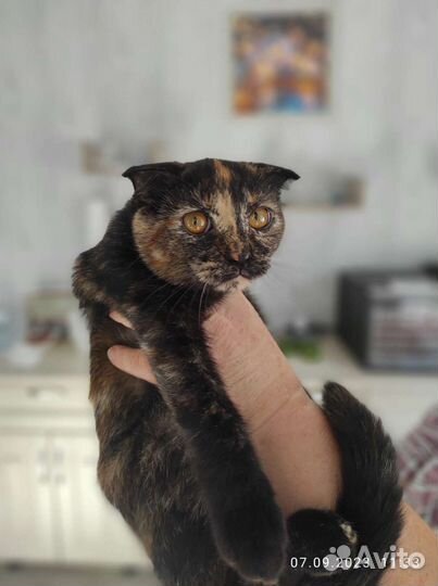 Котенок, девочка, Марго, вислоухая