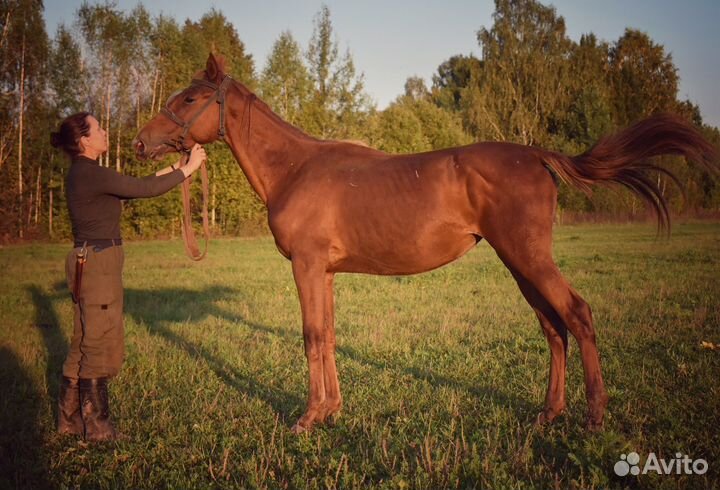 Полукровная кобыла 2022 г.р