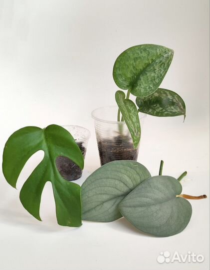 Комнатные растения 8