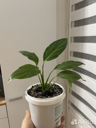 Спатифиллум, женское счастье