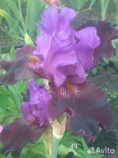 Ирисы - 4