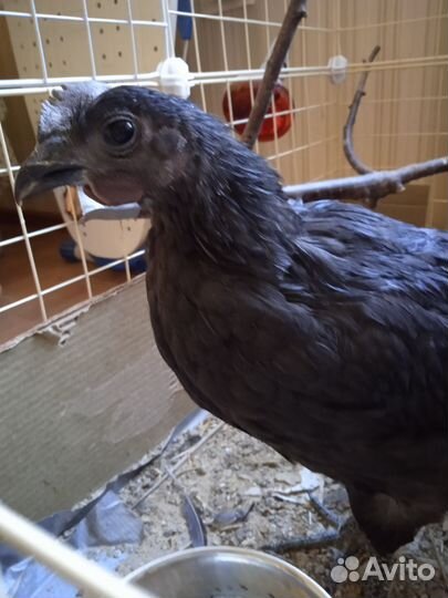 Молодой петух 2.5 мес, ухейилюй