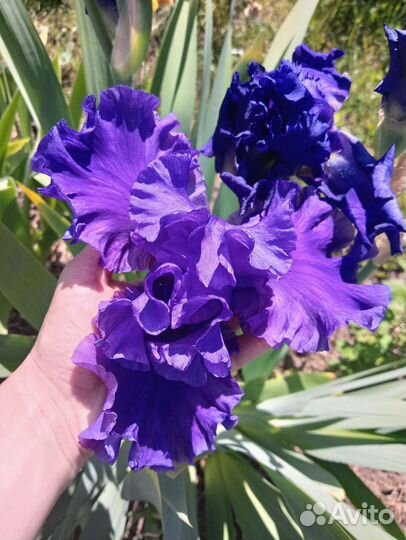Ирисы бородатые