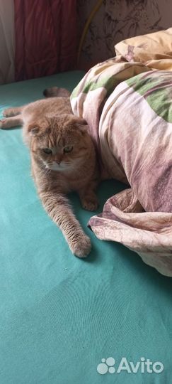 Шотландский кот вязка