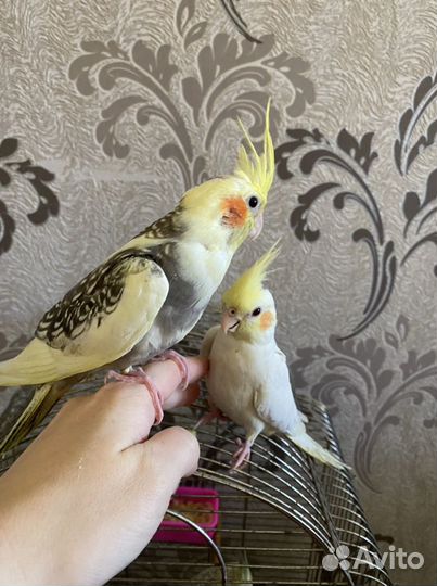 Супер ручные птенцы Корелл