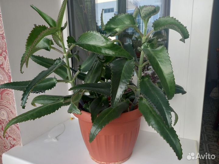 Растение каланхоэ