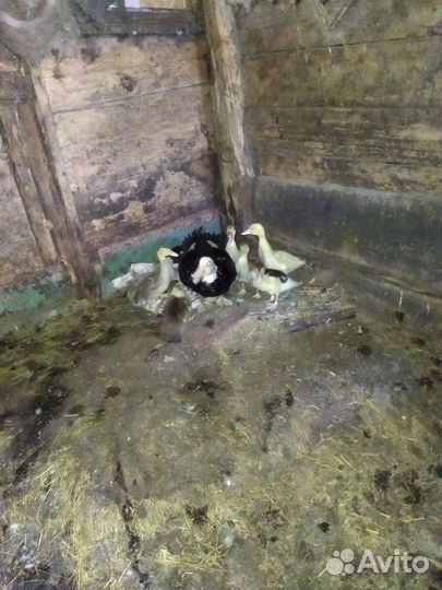 Индоутка с утятами