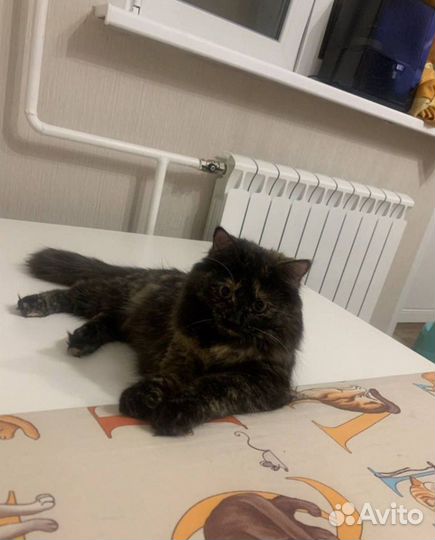 Кошечка в добрые руки