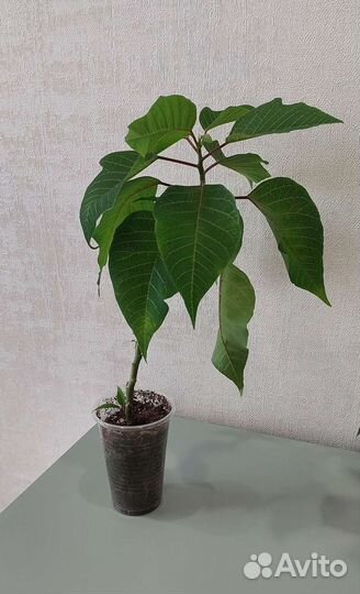 Пуансеттия (Рождественская звезда)