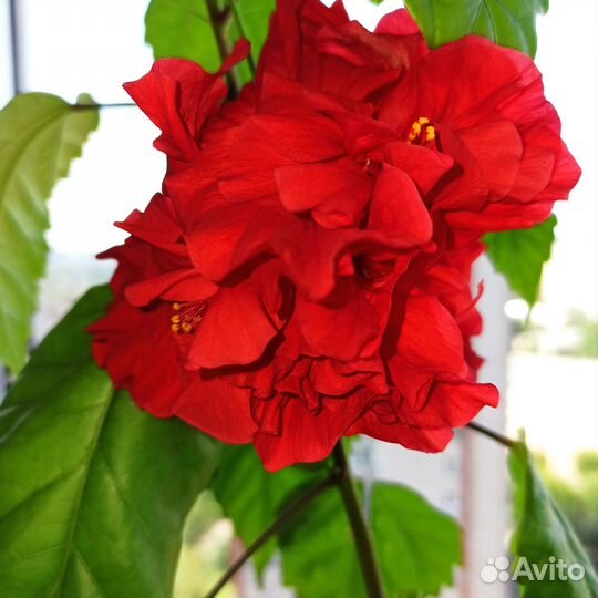 Гибискус сортовой красный махровый