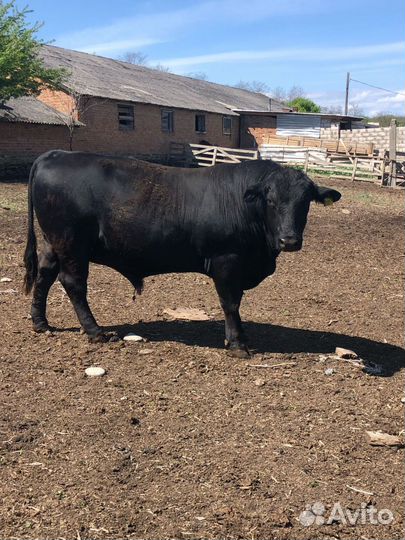 Корова и быки