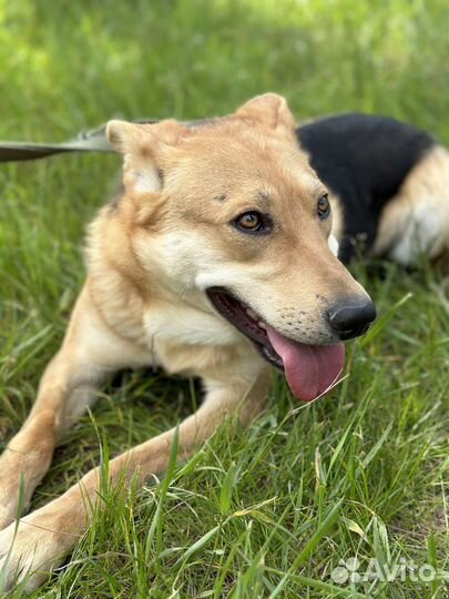 Нежной Айве не место в приюте