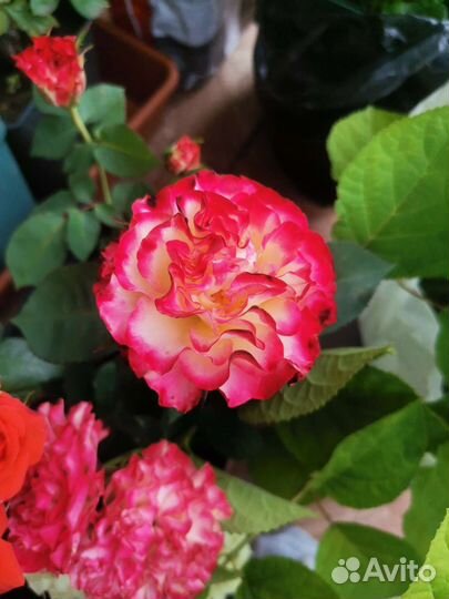 Семена, рассада, Саженцы, розы садовые