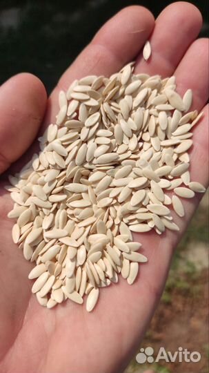 Весовые семена