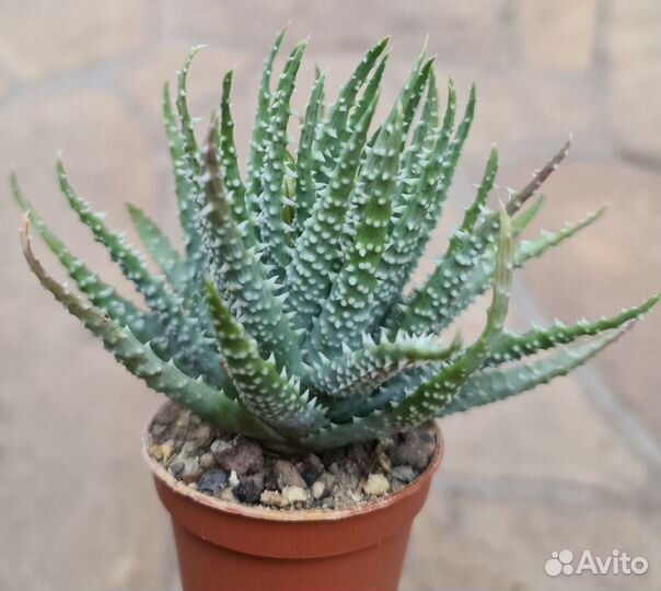 Суккулент. Алоэ хумилис блю спине